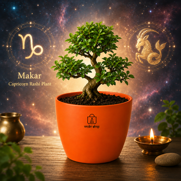 Bonsai - 1