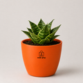 Dwarf Snake Plant