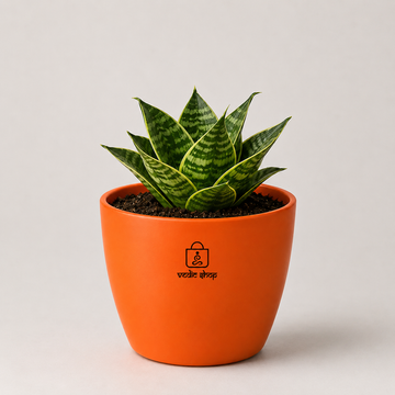 Dwarf Snake Plant - 3