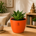 Dwarf Snake Plant