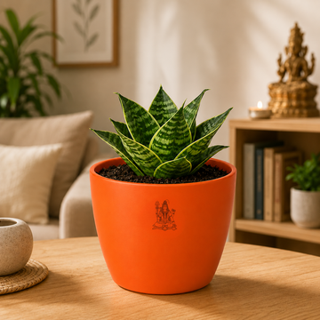 Aquarius Sacred Snake Plant Combo - 4