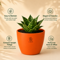 Dwarf Snake Plant