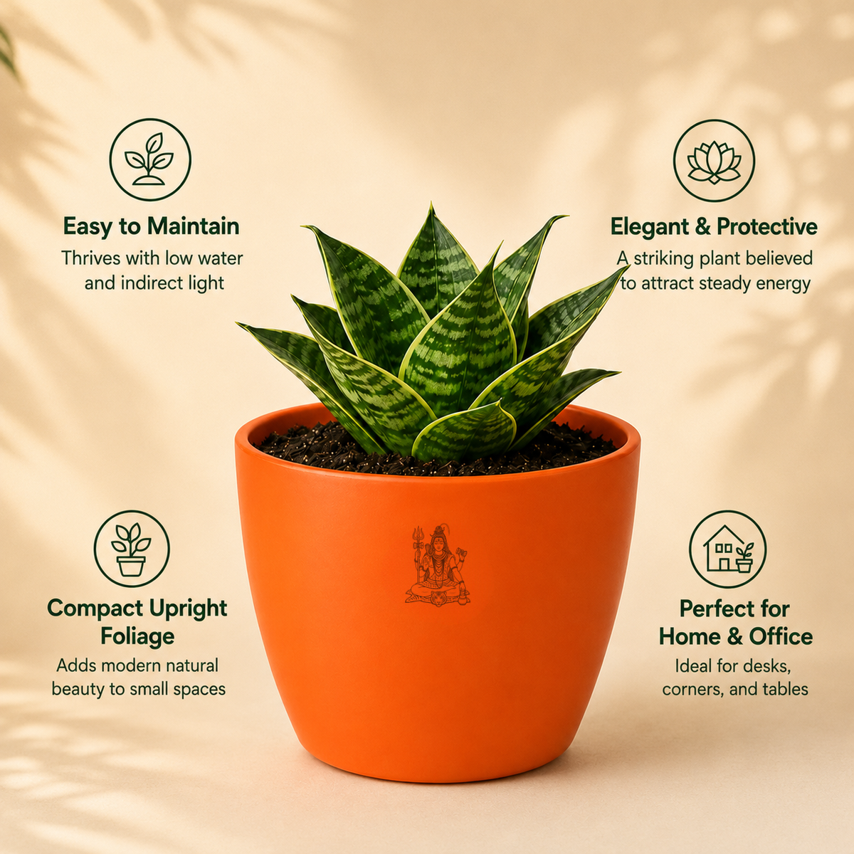 Dwarf Snake Plant