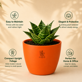 Dwarf Snake Plant
