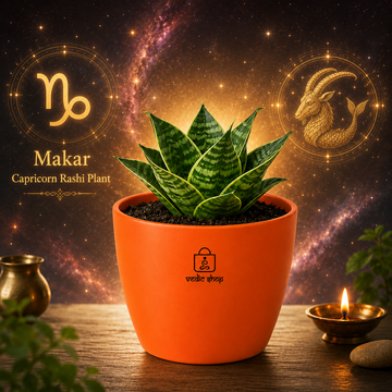 Dwarf Snake Plant - 1