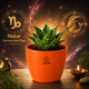 Dwarf Snake Plant