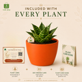 Dwarf Snake Plant