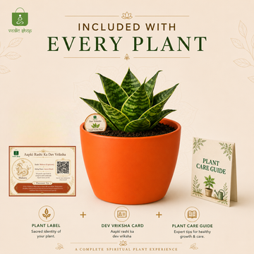 Dwarf Snake Plant - 5