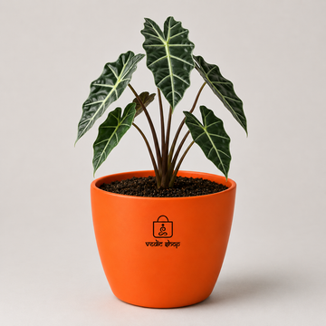 Alocasia Plant - 2