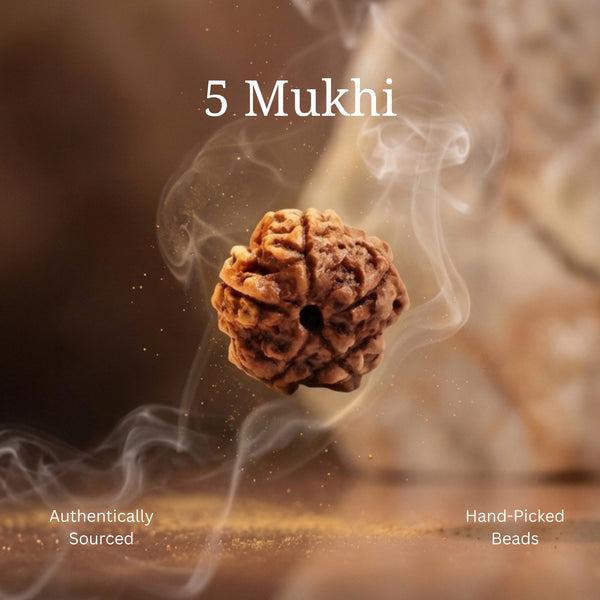 5 Mukhi Rudraksha | Lab Certified