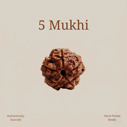 5 Mukhi Rudraksha | Lab Certified