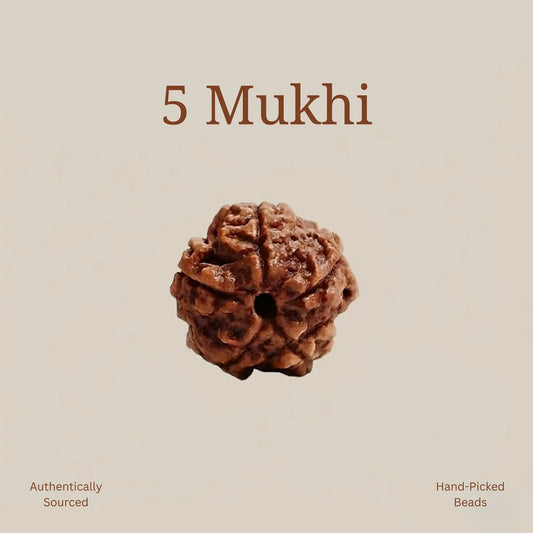 5 Mukhi Rudraksha | Lab Certified