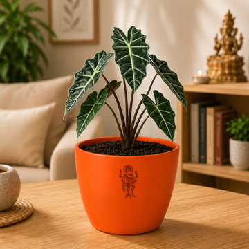 Alocasia Plant - 3