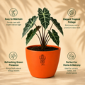 Alocasia Plant