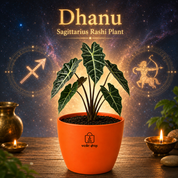 Alocasia Plant - 1