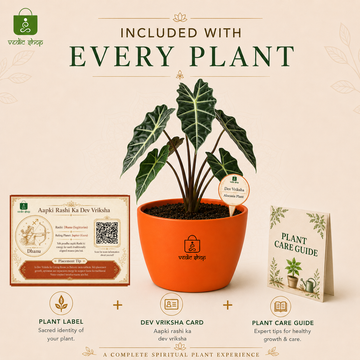 Alocasia Plant - 5