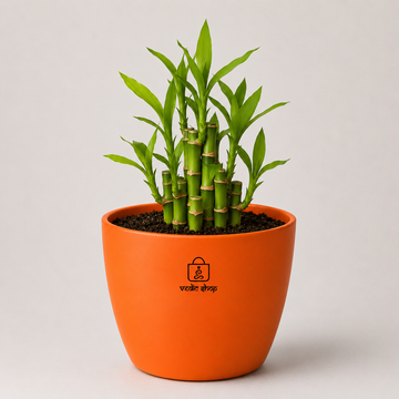 Bamboo Plant - 3