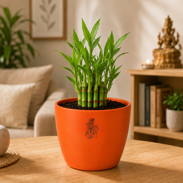 Bamboo Plant - 2