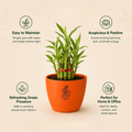 Bamboo Plant