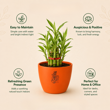Bamboo Plant - 4
