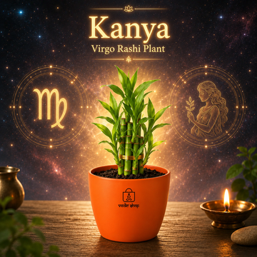 Bamboo Plant - 1