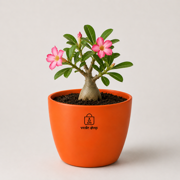 Rosy Adenium Plant - 3