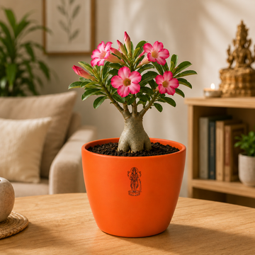 Rosy Adenium Plant - 2