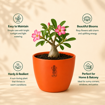 Rosy Adenium Plant - 4