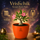 Rosy Adenium Plant