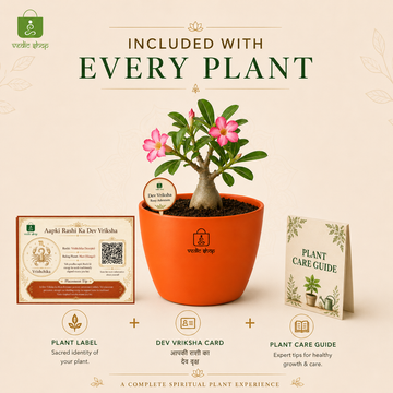 Rosy Adenium Plant - 5