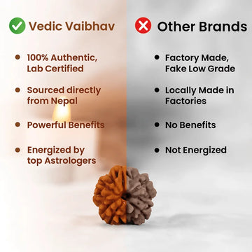 7 Mukhi Rudraksha Beads Bracelet - 5