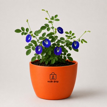 Blue Butterfly Plant - 3