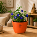 Blue Butterfly Plant