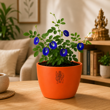 Blue Butterfly Plant - 2