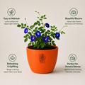 Blue Butterfly Plant