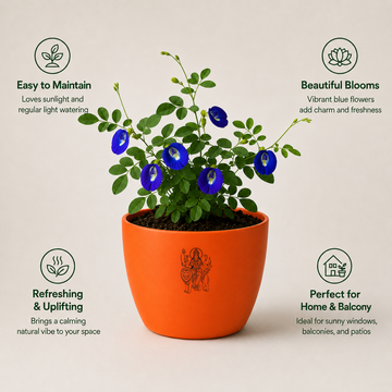 Blue Butterfly Plant - 4
