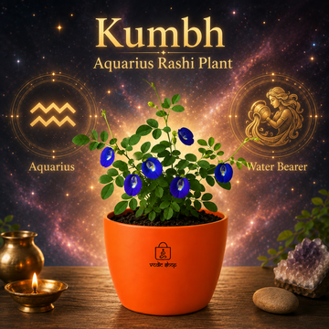 Blue Butterfly Plant - 1