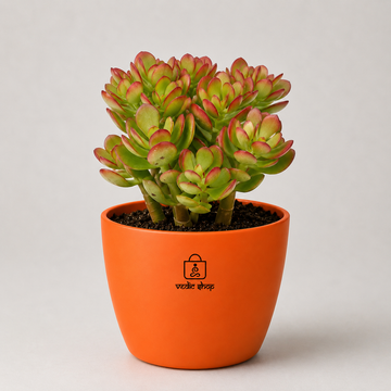 Original Kuberakshi (Crassula Ovata) Plant - 3
