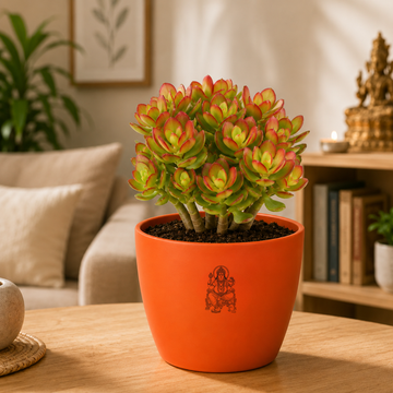Original Kuberakshi (Crassula Ovata) Plant - 2