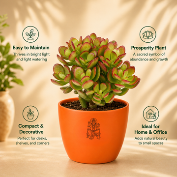 Original Kuberakshi (Crassula Ovata) Plant - 4