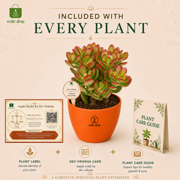 Original Kuberakshi (Crassula Ovata) Plant - 5