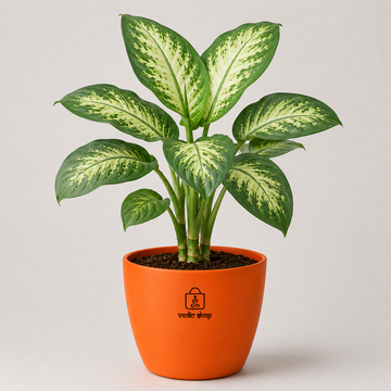 Dieffenbachia Tropic Snow Plant - 3