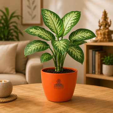 Dieffenbachia Tropic Snow Plant - 2