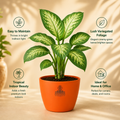 Dieffenbachia Tropic Snow Plant