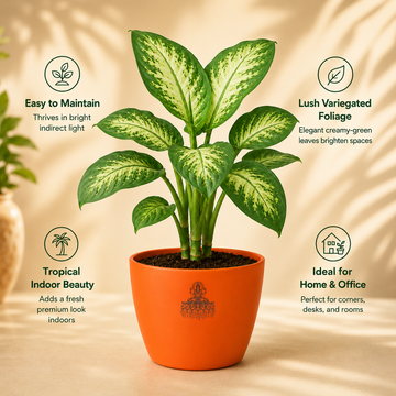 Dieffenbachia Tropic Snow Plant - 4