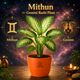 Dieffenbachia Tropic Snow Plant