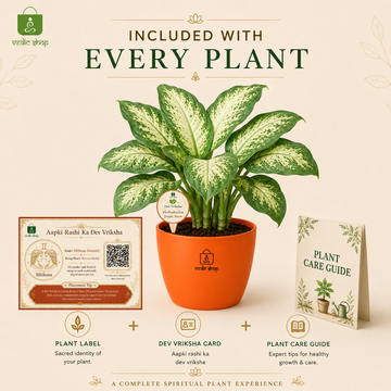 Dieffenbachia Tropic Snow Plant - 5