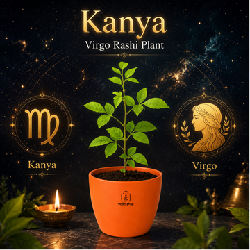 Bel Patra Plant - 1