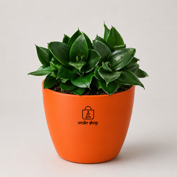Sansevieria trifasciata 'Hahnii Jade' Plant - 3