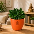 Sansevieria trifasciata 'Hahnii Jade' Plant